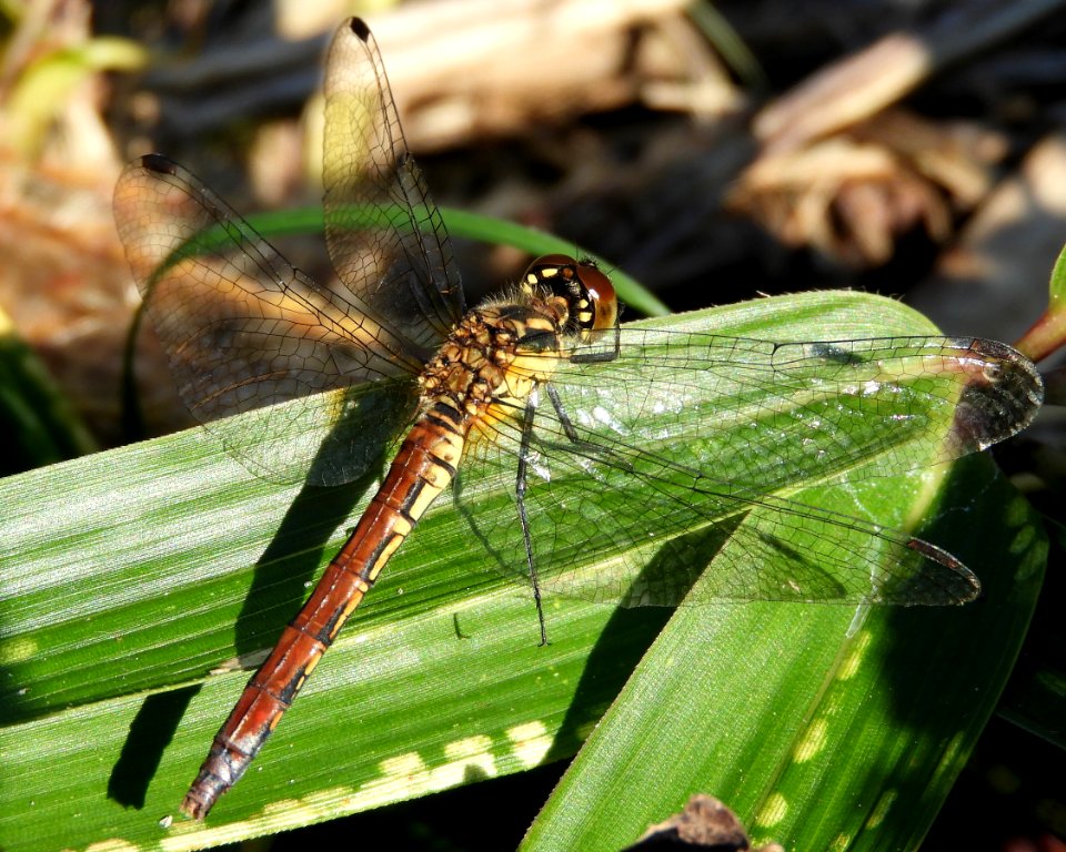 Sympetrum parvulum(Female,Japan,2017.11.01,c)
