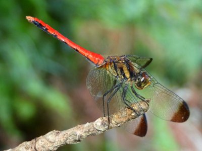 Sympetrum risi risi(Male,Japan,17.08.23)