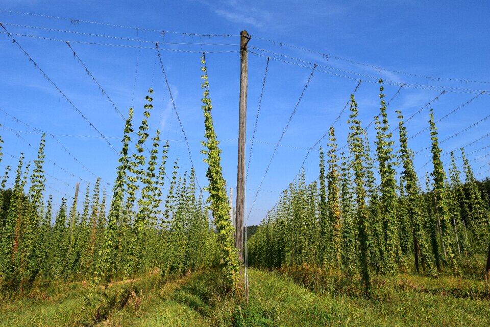 Bavaria beer harvest