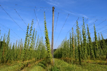 Bavaria beer harvest