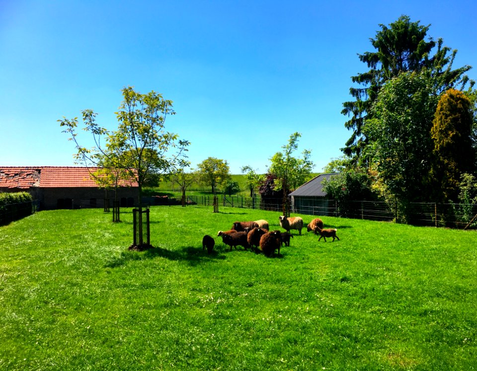 Sweltering day on a sheep farm