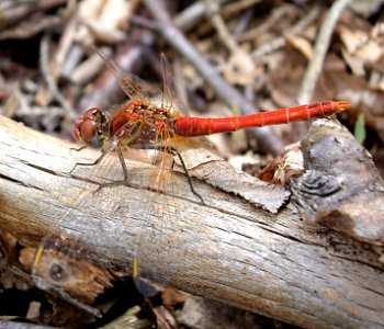 Sympetrum-Walchensee-01