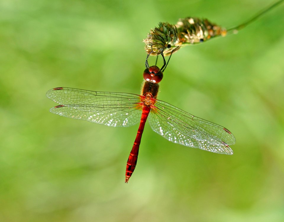 Sympetrum-Gifhorn-09