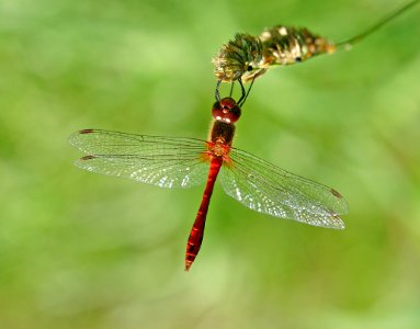 Sympetrum-Gifhorn-09 photo