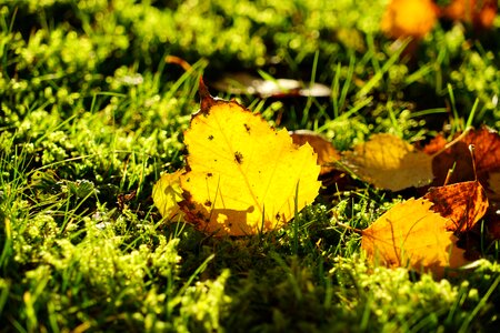 Leaf yellow golden photo