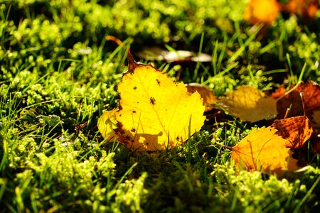 Leaf yellow golden