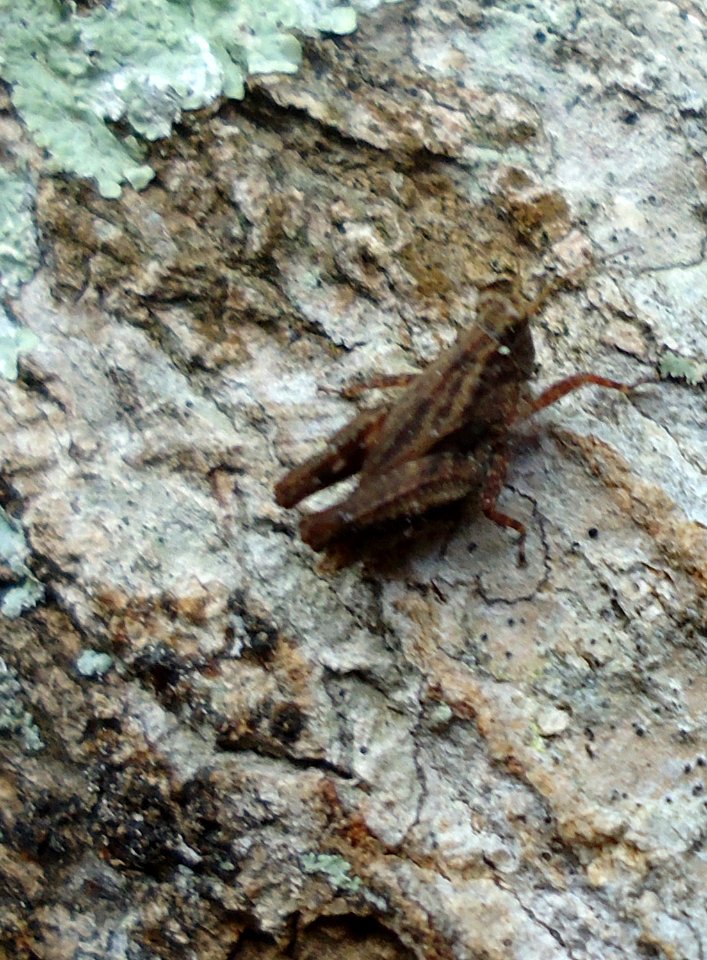 Tetrigidae Grouse Locust