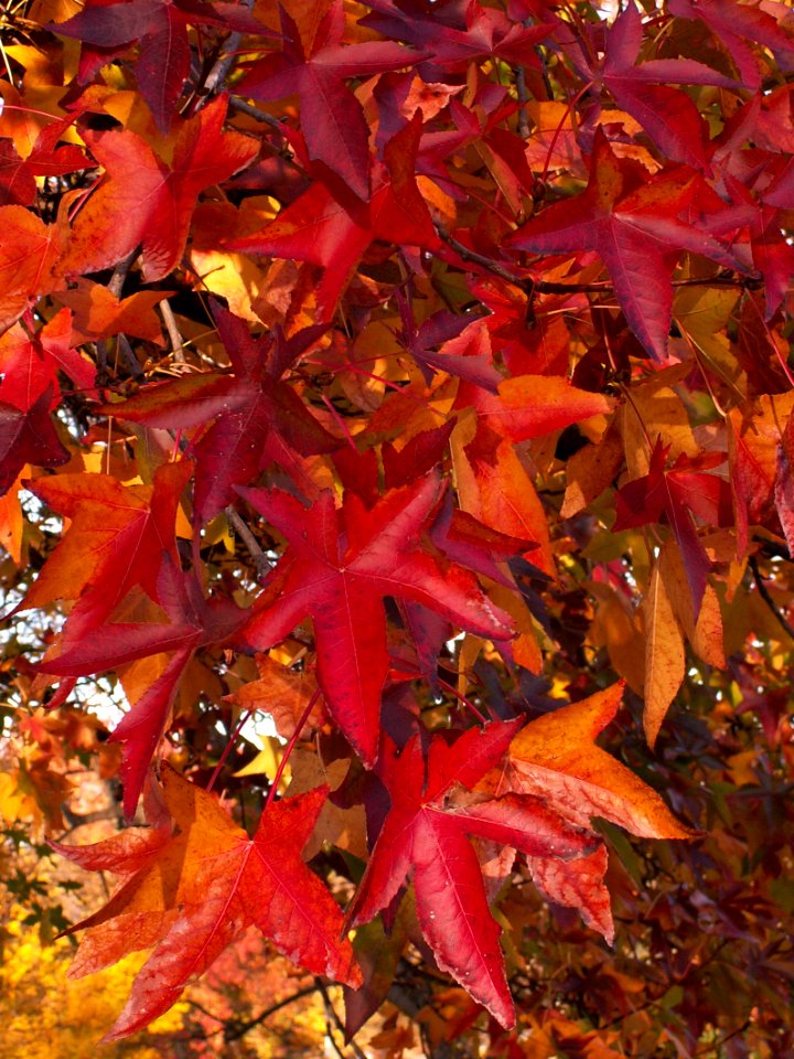 Sweetgum (Liquidambar styraciflua) in Mellon Park, Pittsburgh 03