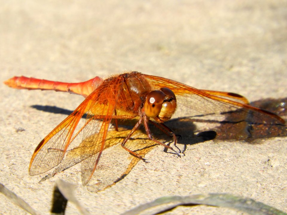 Sympetrum croceolum(Male,Japan,2017.11.01)