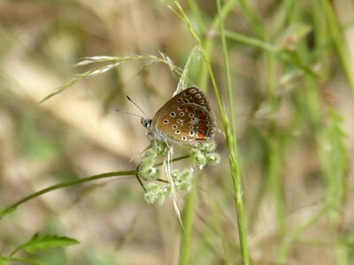 Blaveta of the crespinell wild flower libar