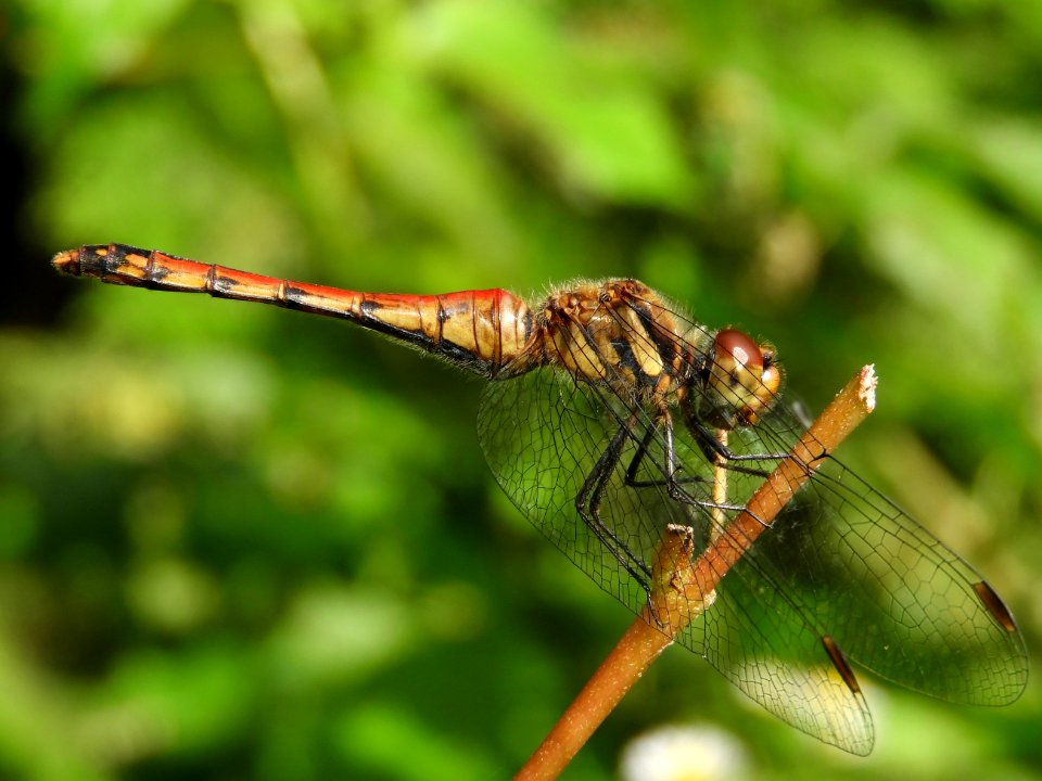 Sympetrum darwinianum(Female,Japan,2017.09.21)