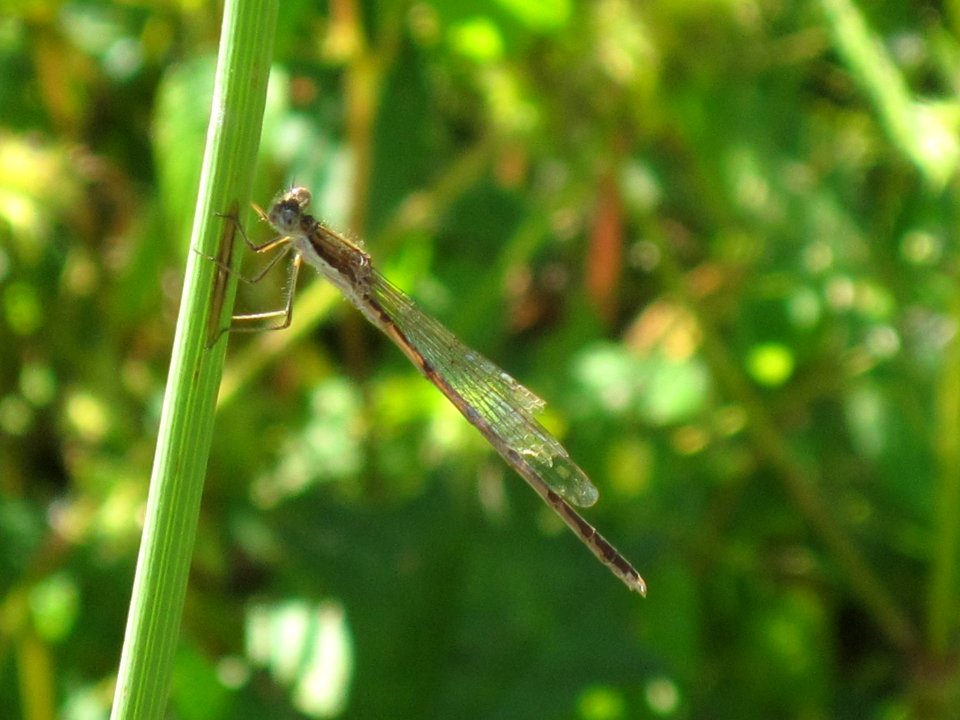 Sympecma fusca (Common Winter Damselfly), Arnhem, the Netherlands