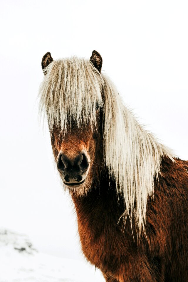 Landscape animal closeup