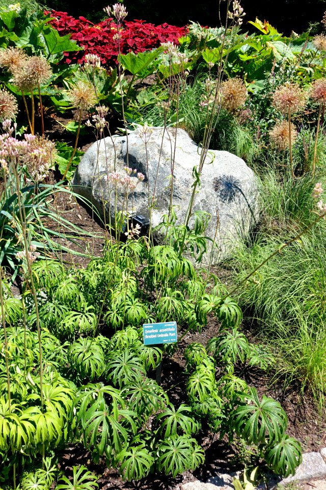 Syneilesis aconitifolia - Coastal Maine Botanical Gardens - DSC03136