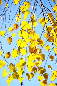 Leaves fall foliage gold