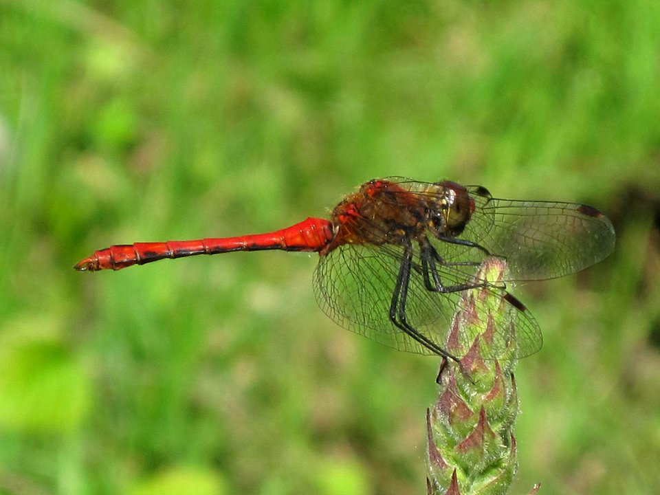 Sympetrum sanguineum (Ruddy Darter), Arnhem, the Netherlands