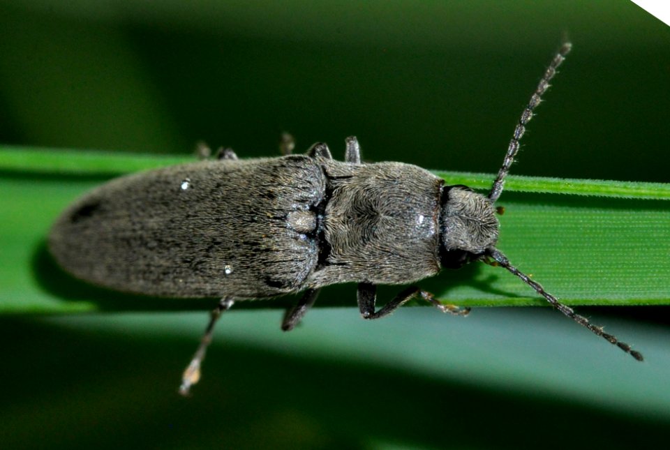 Synaptus-filiformis-04-fws