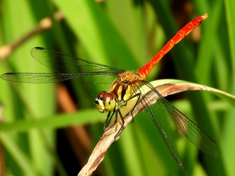 Sympetrum eroticum eroticum,2017-08-08