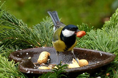 Animal winter garden