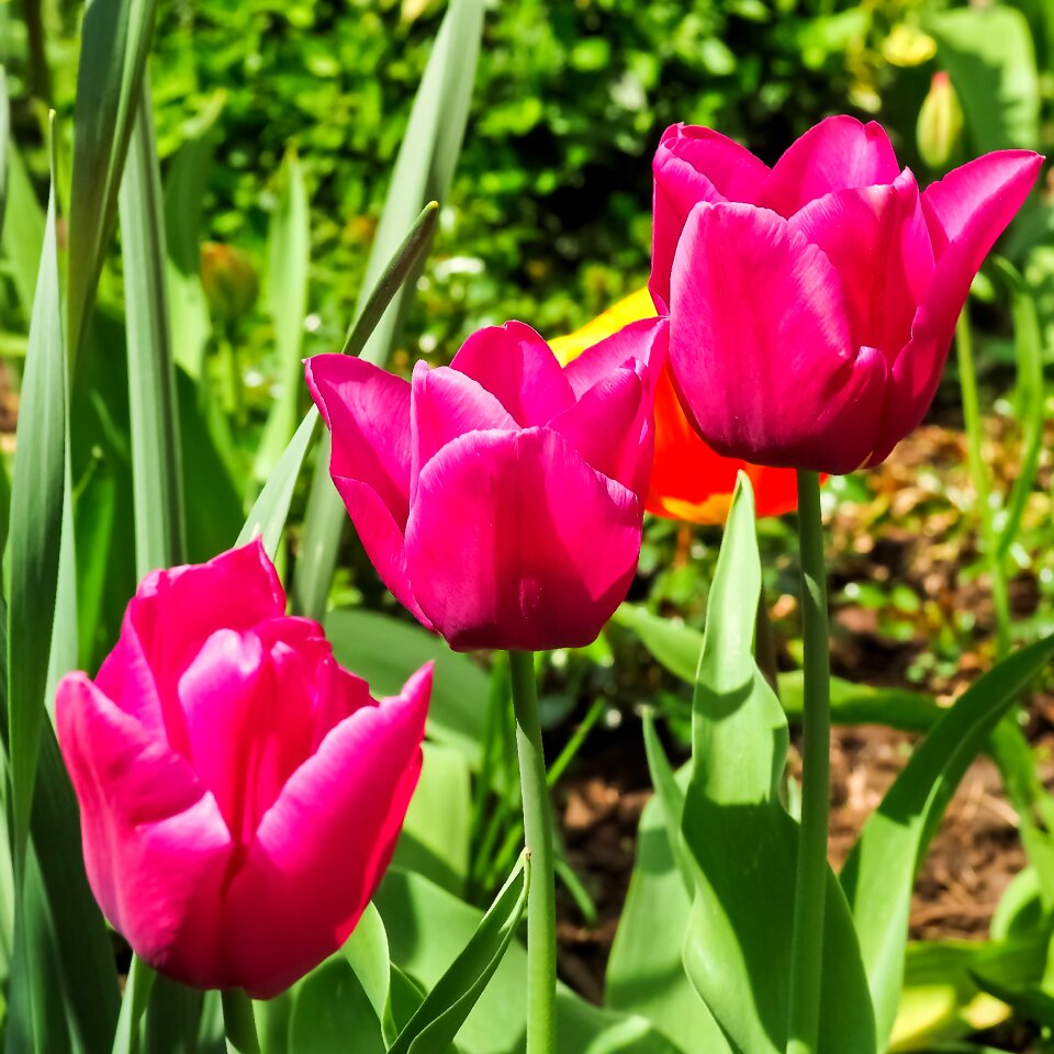 Spring flowers pink