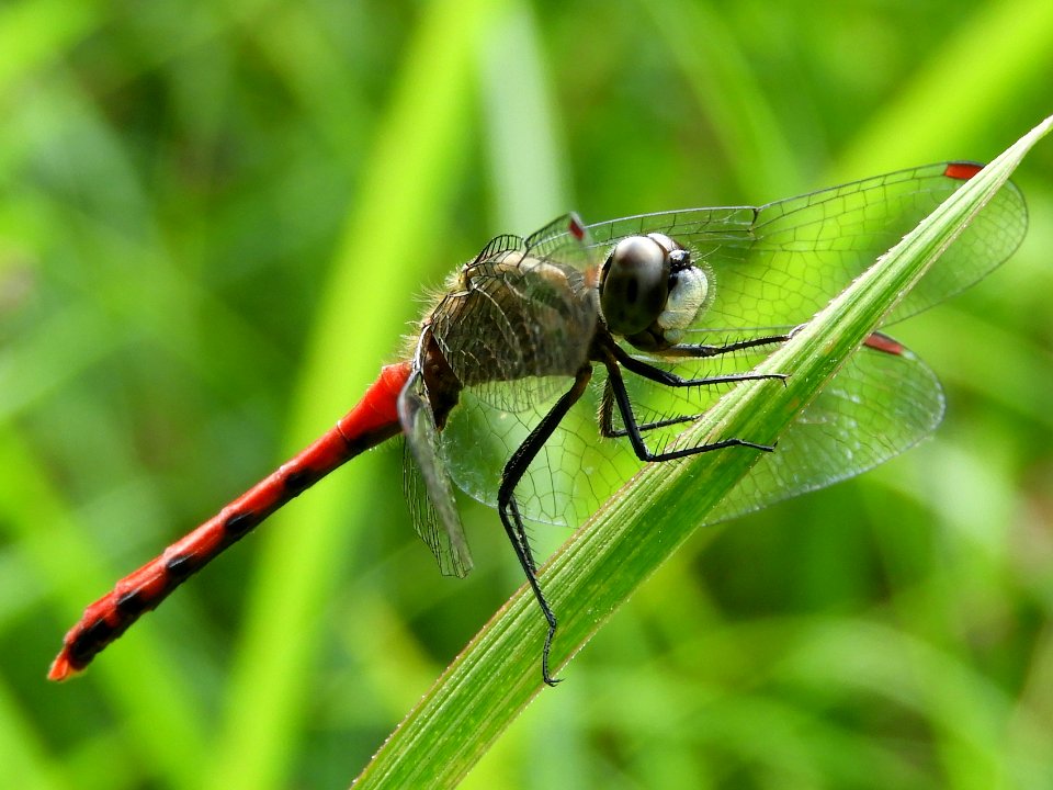 Sympetrum parvulum(Male,Japan,2017.10.09)