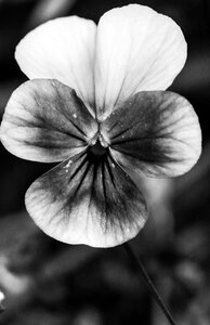 Summer macro gray summer