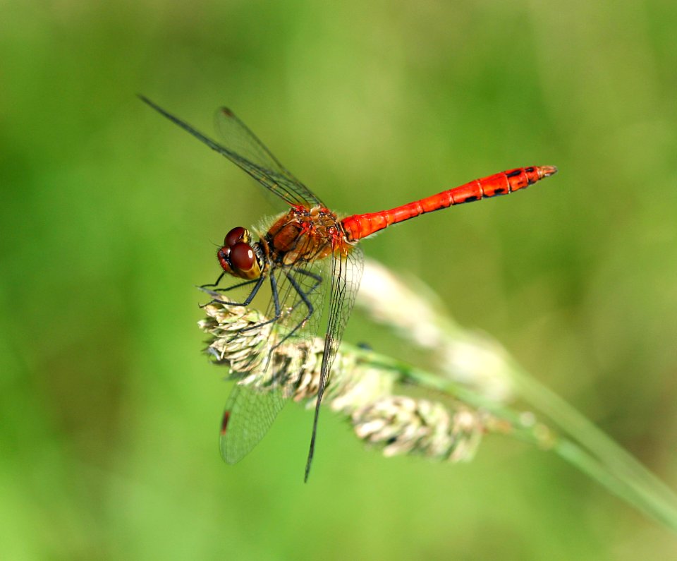 Sympetrum-Gifhorn-08
