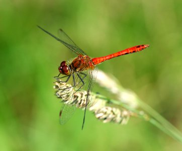 Sympetrum-Gifhorn-08 photo