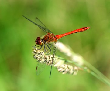 Sympetrum-Gifhorn-08