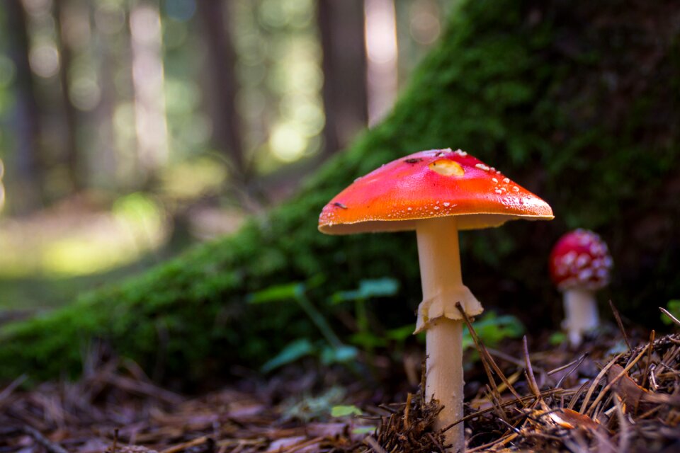 Nature autumn forest
