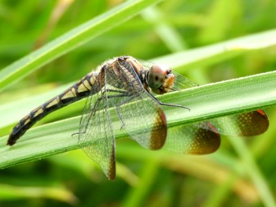 Sympetrum risi risi(Female,Japan,2017.10.25)