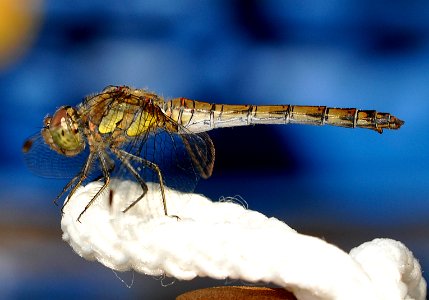 Sympetrum-Hannover-02 photo