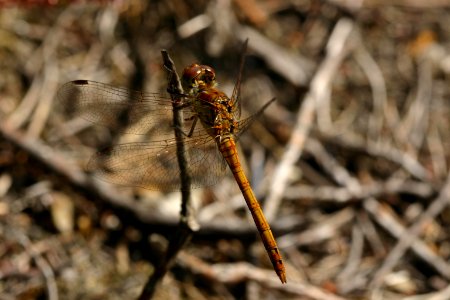Sympetrum-Gifhorn-04 photo