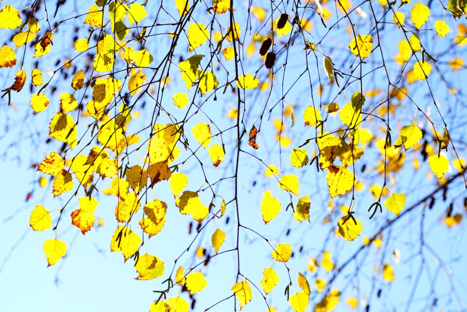Aesthetic branches leaves