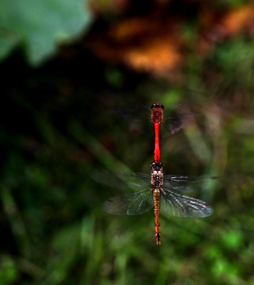 Sympetrum sanguineum - couple