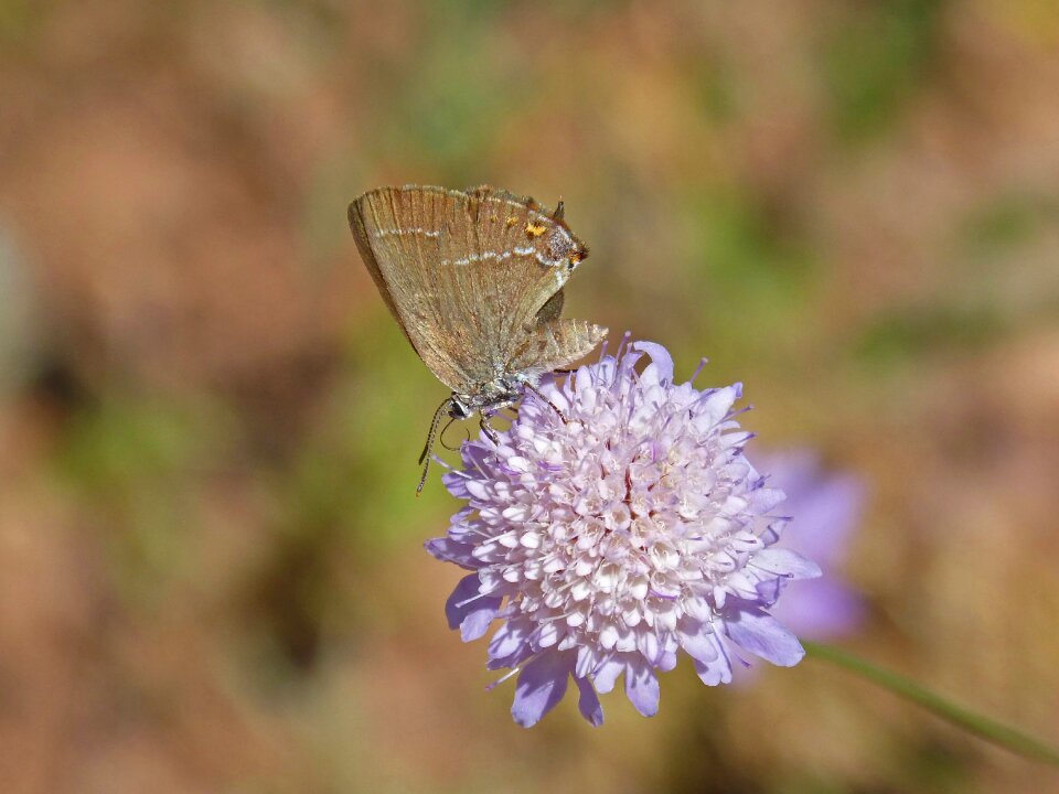 Wild flower libar marroneta of l alzina