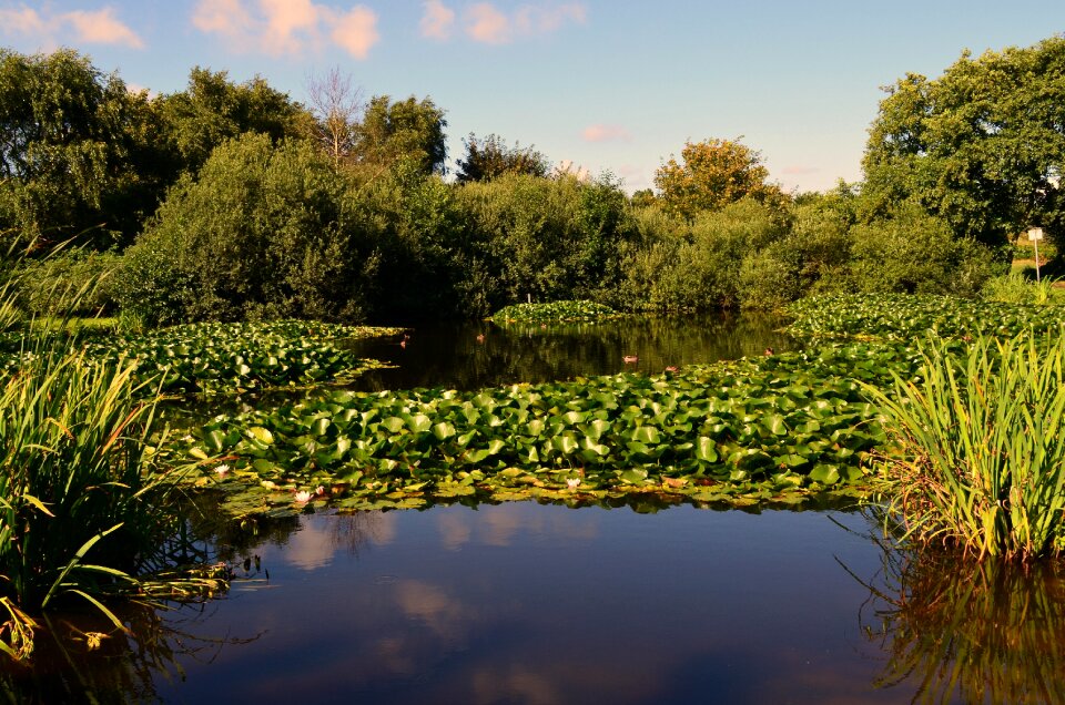 Pond duck pond borkum