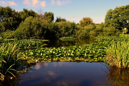 Pond duck pond borkum