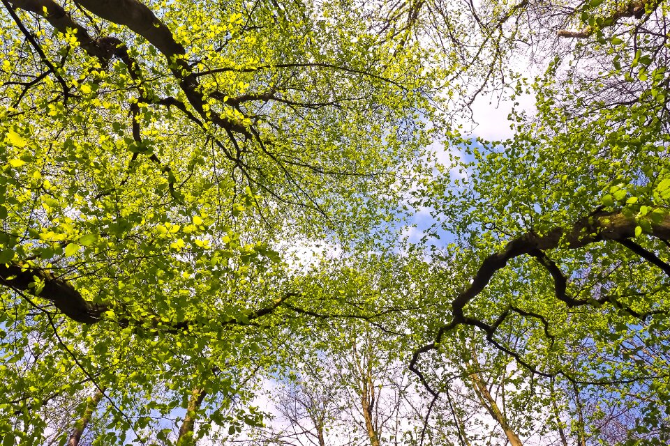 Green nature summer