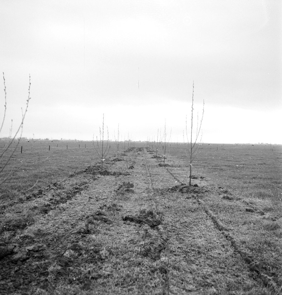 Terreinen, overzichten, bomen, Bestanddeelnr 253-4793