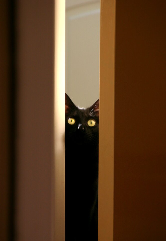 Animal eyes cute