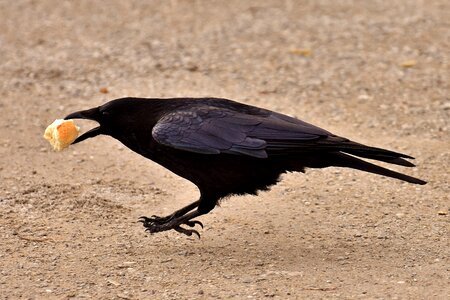 Crow animal nature photo