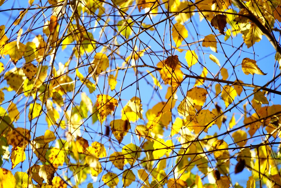 Fall foliage gold yellow