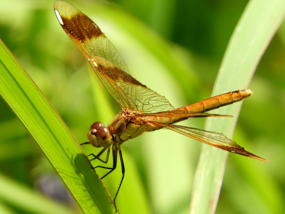 Sympetrum pedemontanum elatum(Female,japan,2017.09.12)