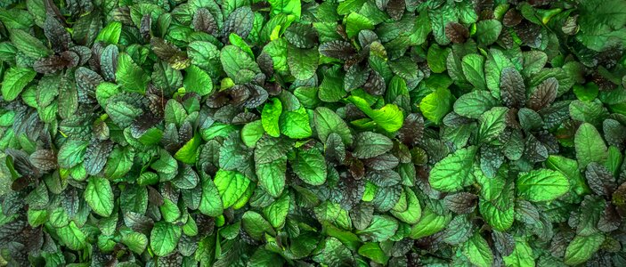 Green plant green leaf green leaves
