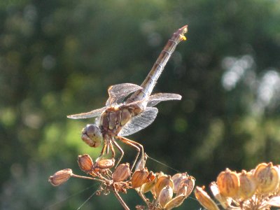 Sympetrum vulgatum (Vagrant Darter) on Heracleum mantegazzianum (Giant hogweed), Arnhem, the Netherlands