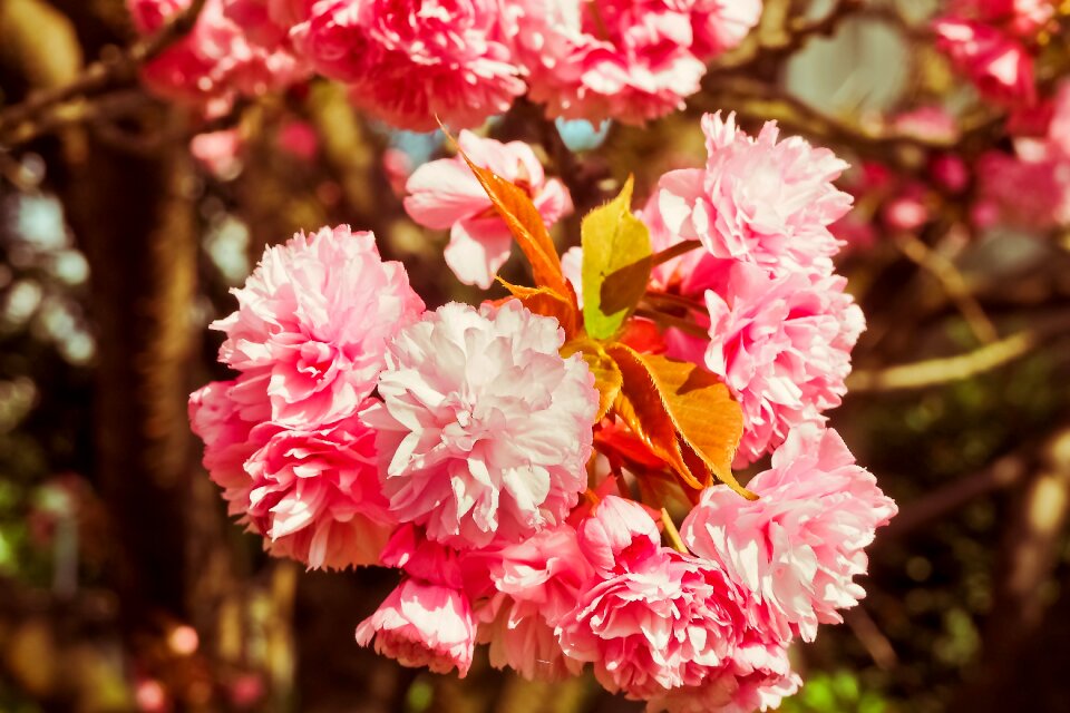 Flowers flowering trees nature photo