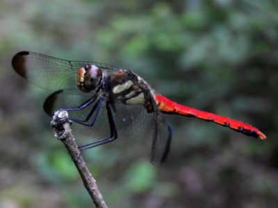 Sympetrum risi risi,2017-07-29-B