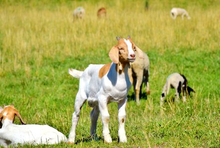 Little kids livestock animal husbandry