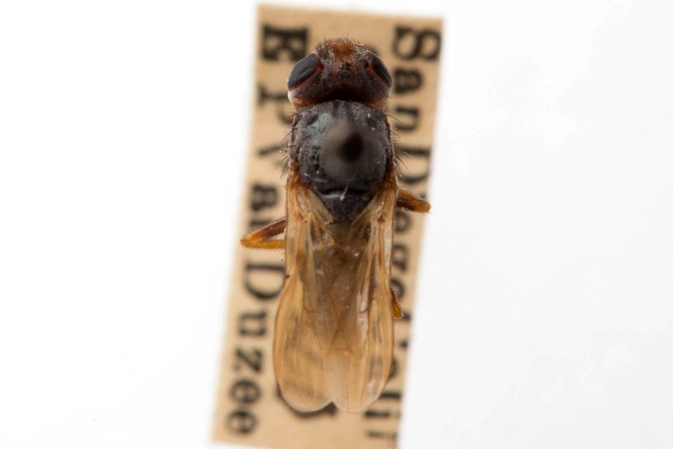Tetropismenus hirtus, dorsal